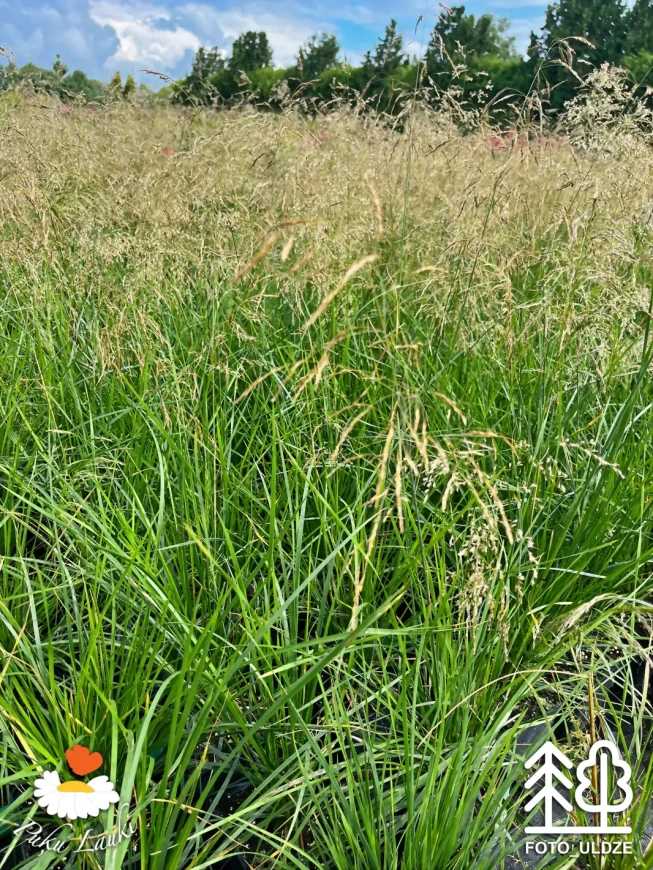 Deschampsia cespitosa   'Palava'